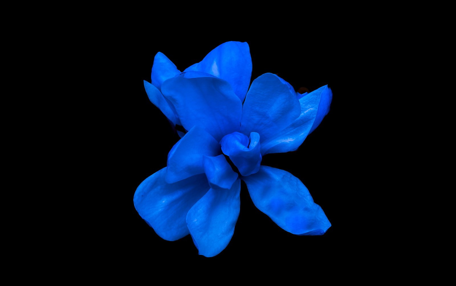 Placeholder Image 1